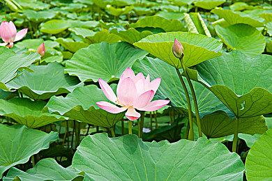 《变成大人也不要忘记》登陆PC和NS 明年1月26日发售